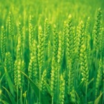 نقش فناوری نانو در بهبود کارآیی مصرف عناصر غذایی کودهای شیمیایی