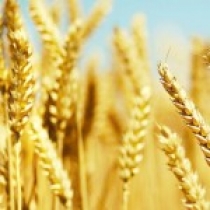 کاربرد فناوری نانو در بهینه سازی فرمولاسیون کودهای شیمیایی